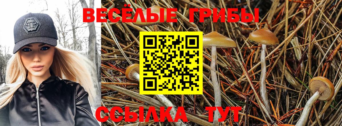 Псилоцибиновые грибы GOLDEN TEACHER Дятьково